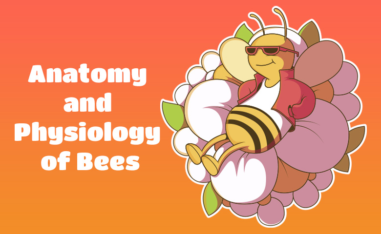 Anatomy and Physiology of Bees: A Comprehensive Overview
