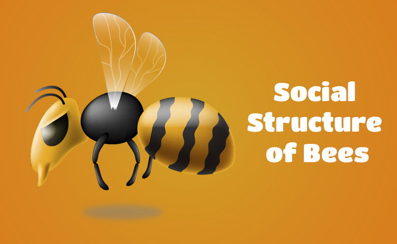 Social Structure of Bees: Understanding the Hierarchy and Roles Within a Colony