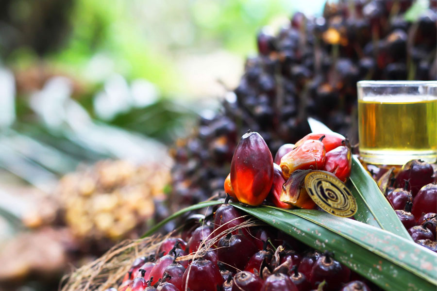 Two teams have gotten together and created an app to trace sustainable palm oil in Malaysia